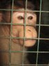 Macaque (<em>Macaca</em> sp.), Jodhpur Zoo, Jodhpur, Rajasthan, INDIA